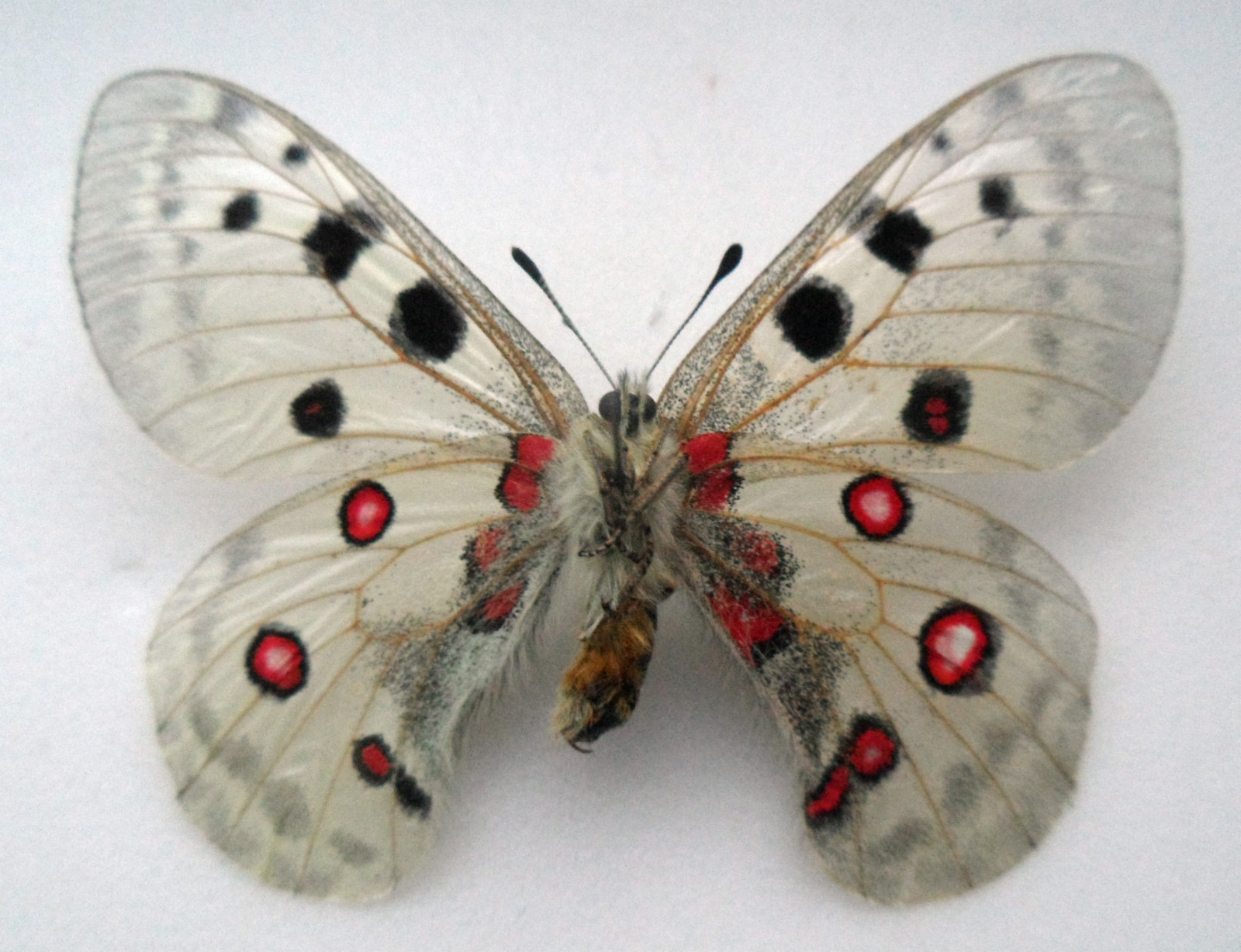 PARNASSIUS APOLLO CARPATICUS BILATERAL GYNANDROMORPH SLOVAKIA 4 (Internet Image property of respective owner, non-commercial use only)